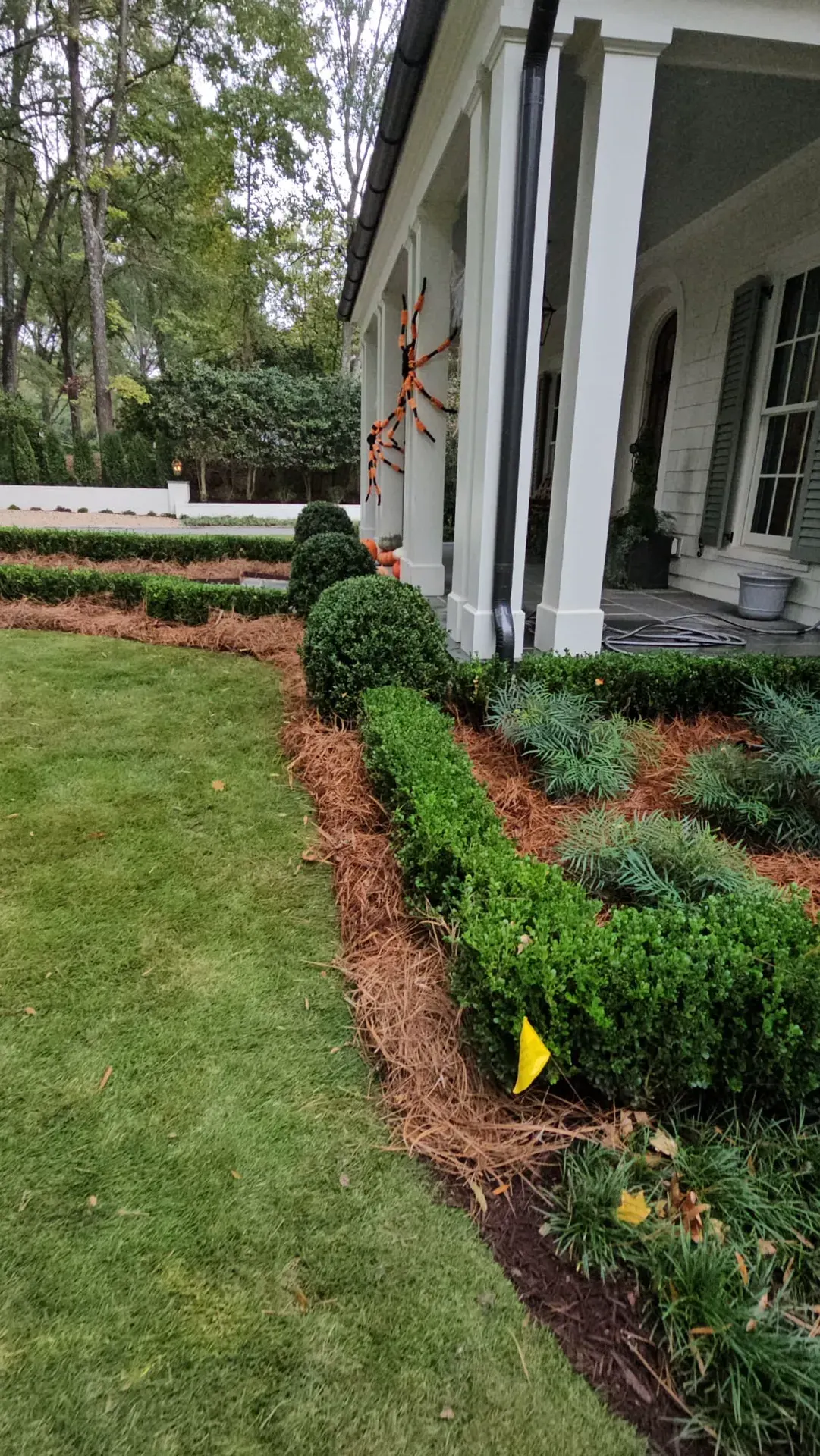 Front yard with shaped shrubs